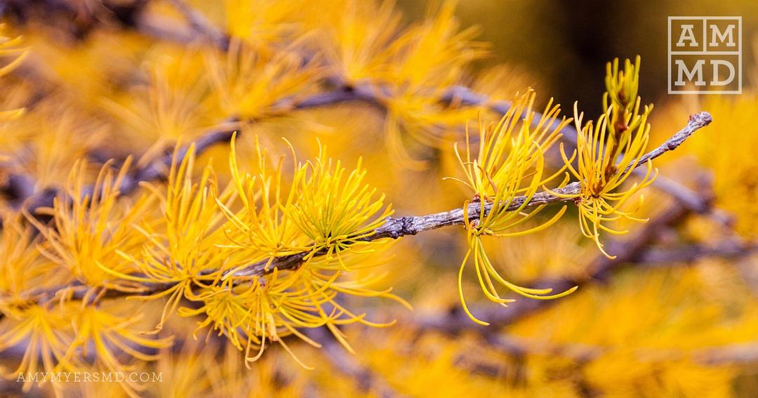 Larch Arabinogalactan - Restore Gut Health with 6 Herbs - Amy Myers MD®